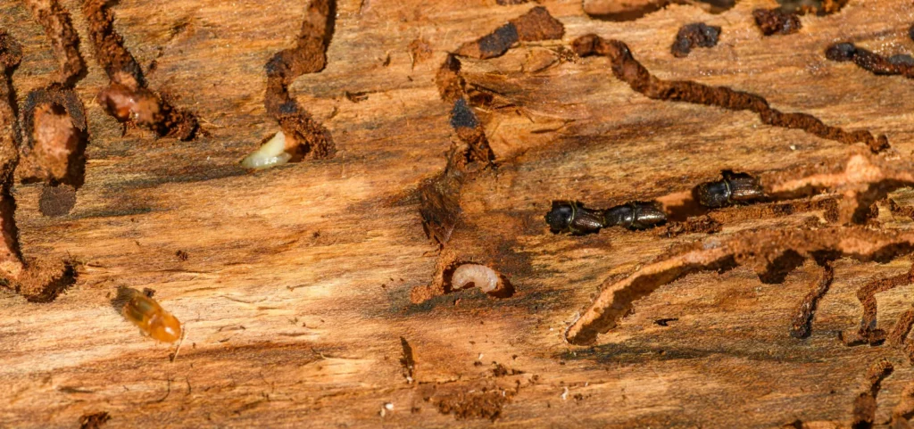 insectes optimhome